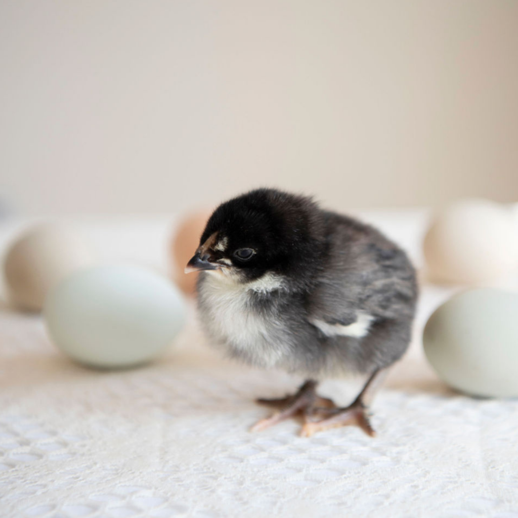 Cold hardy black and white chick with a background of coloured eggs