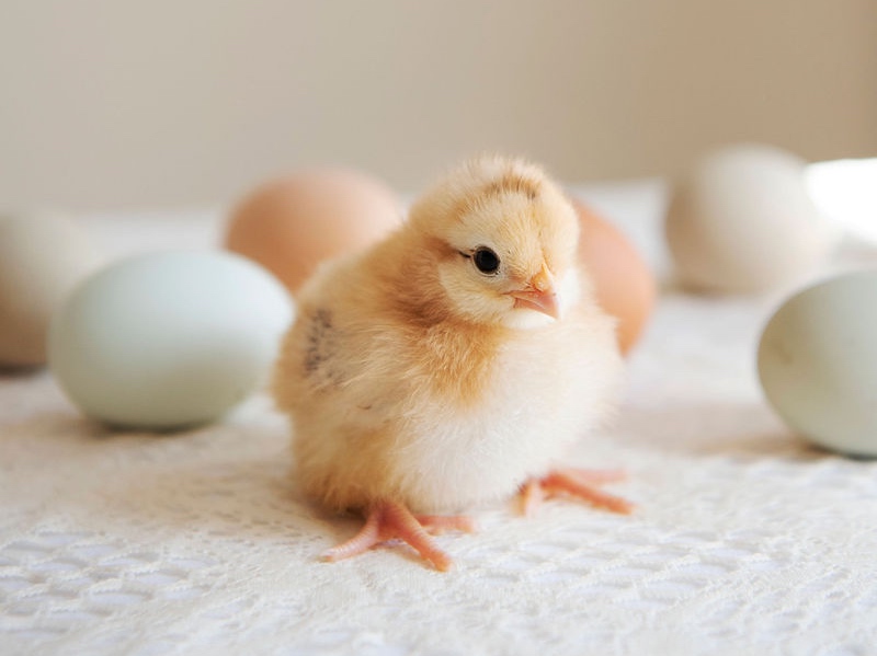 Yellow cold hardy baby chick with a background of rainbow eggs.