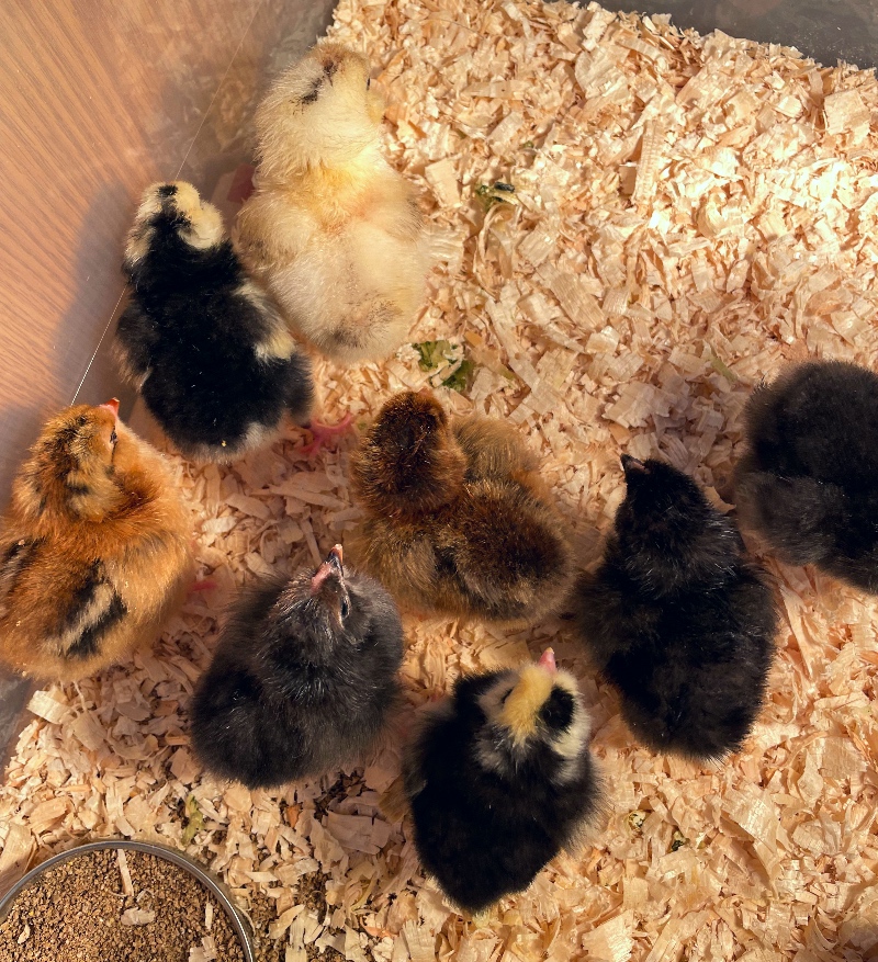 Baby chicks resting in a brooder under a heat lamp.