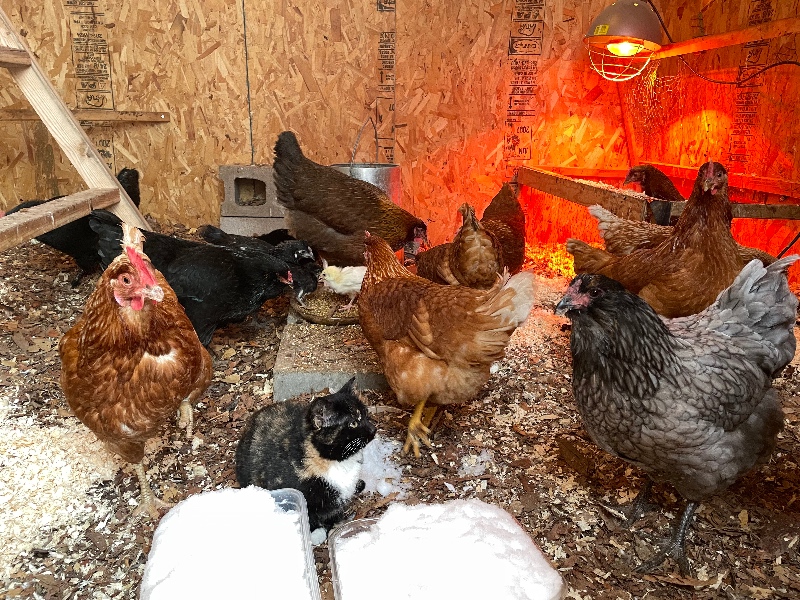 Chickens inside the coop in winter, eating food and snow.