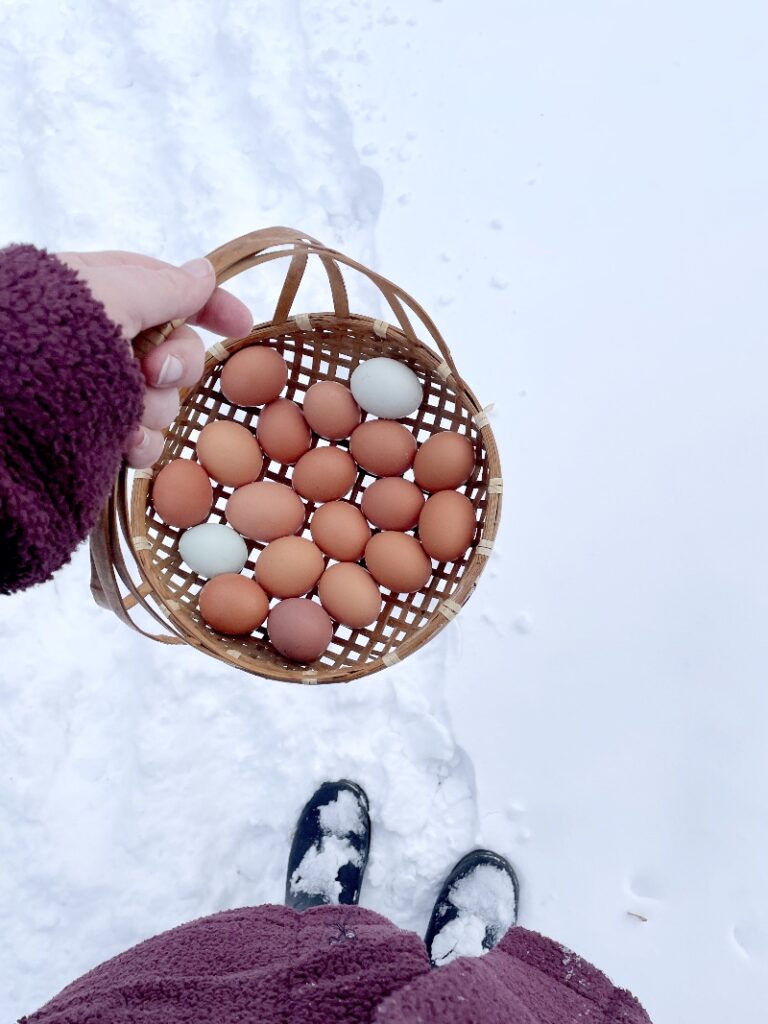 woman holding basket of eggs in winter. there is a lot of snow on the ground and she is wearing a purple jacket.