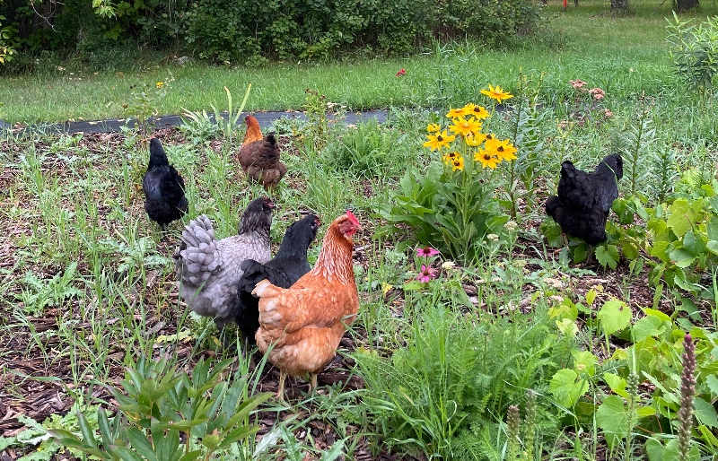 six hens foraging in a perennial garden