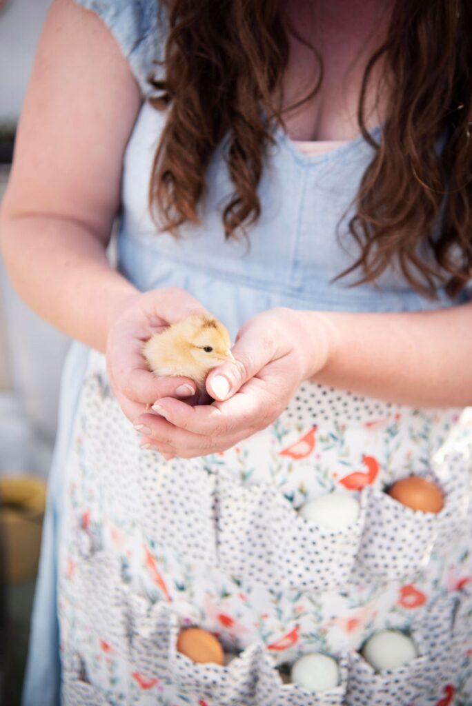 hands holding a baby chick