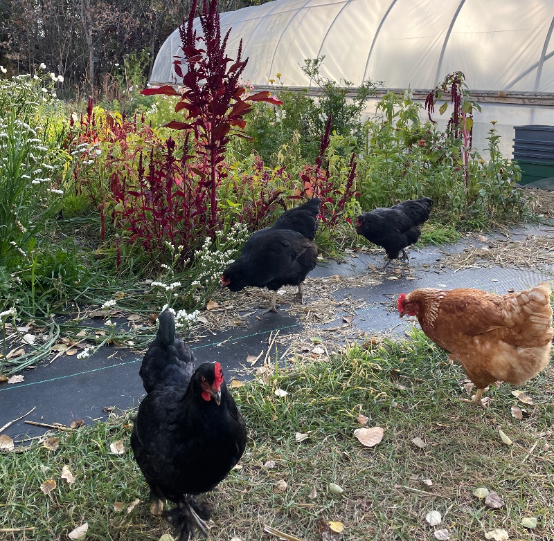 4 hens pecking around near the flower garden