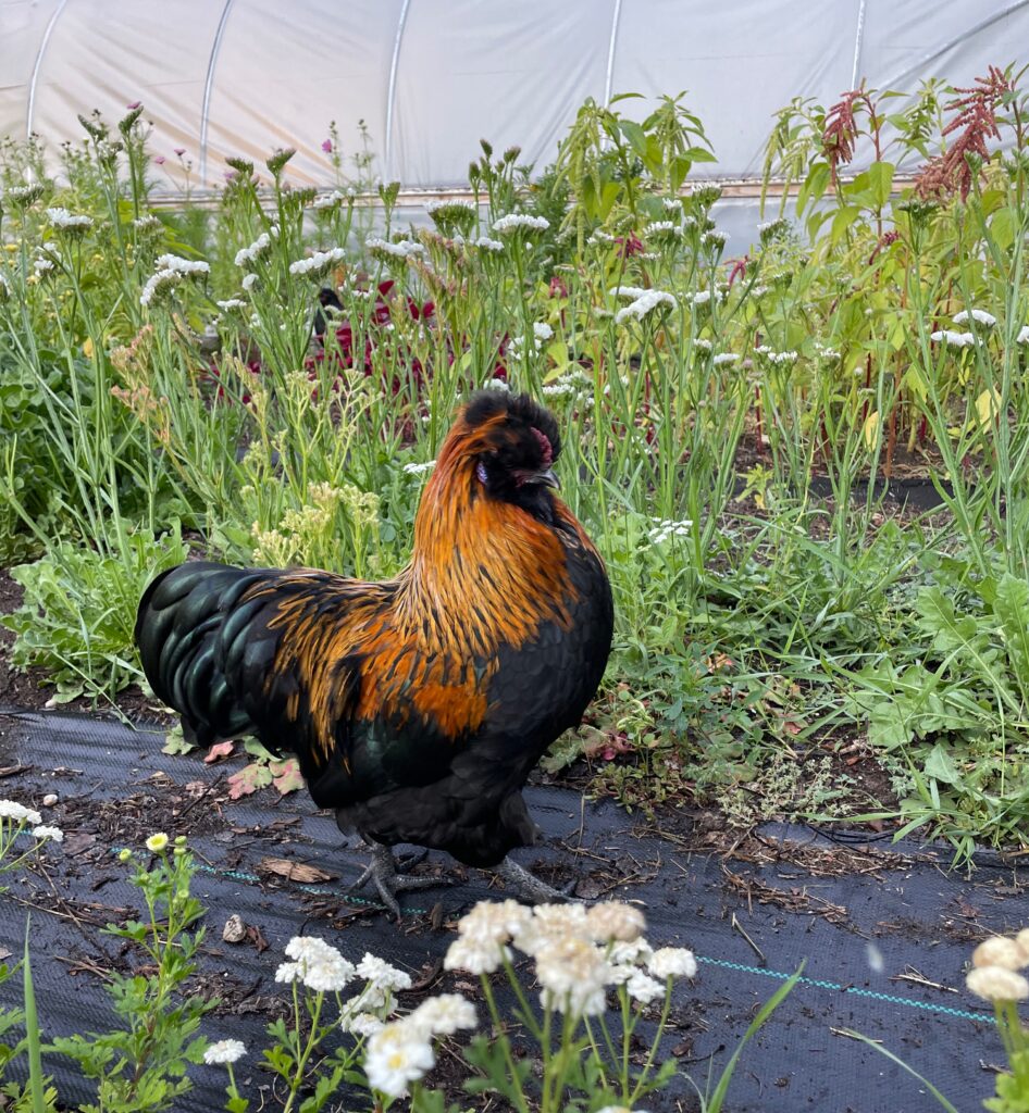 A barnyard mix rooster with some silkie genetics