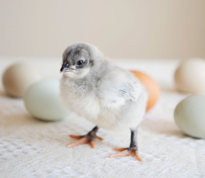 fluffy grey baby chick with coloured eggs in the background